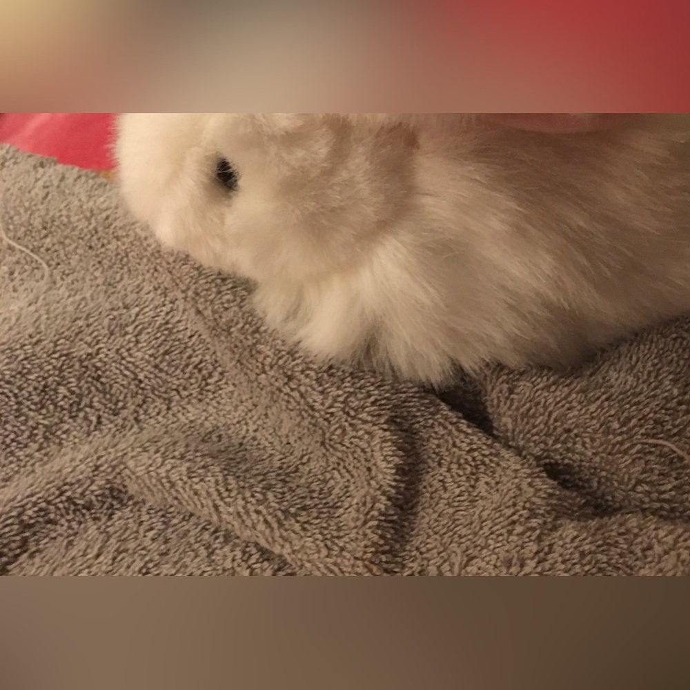 S Beanie, baby rabbit